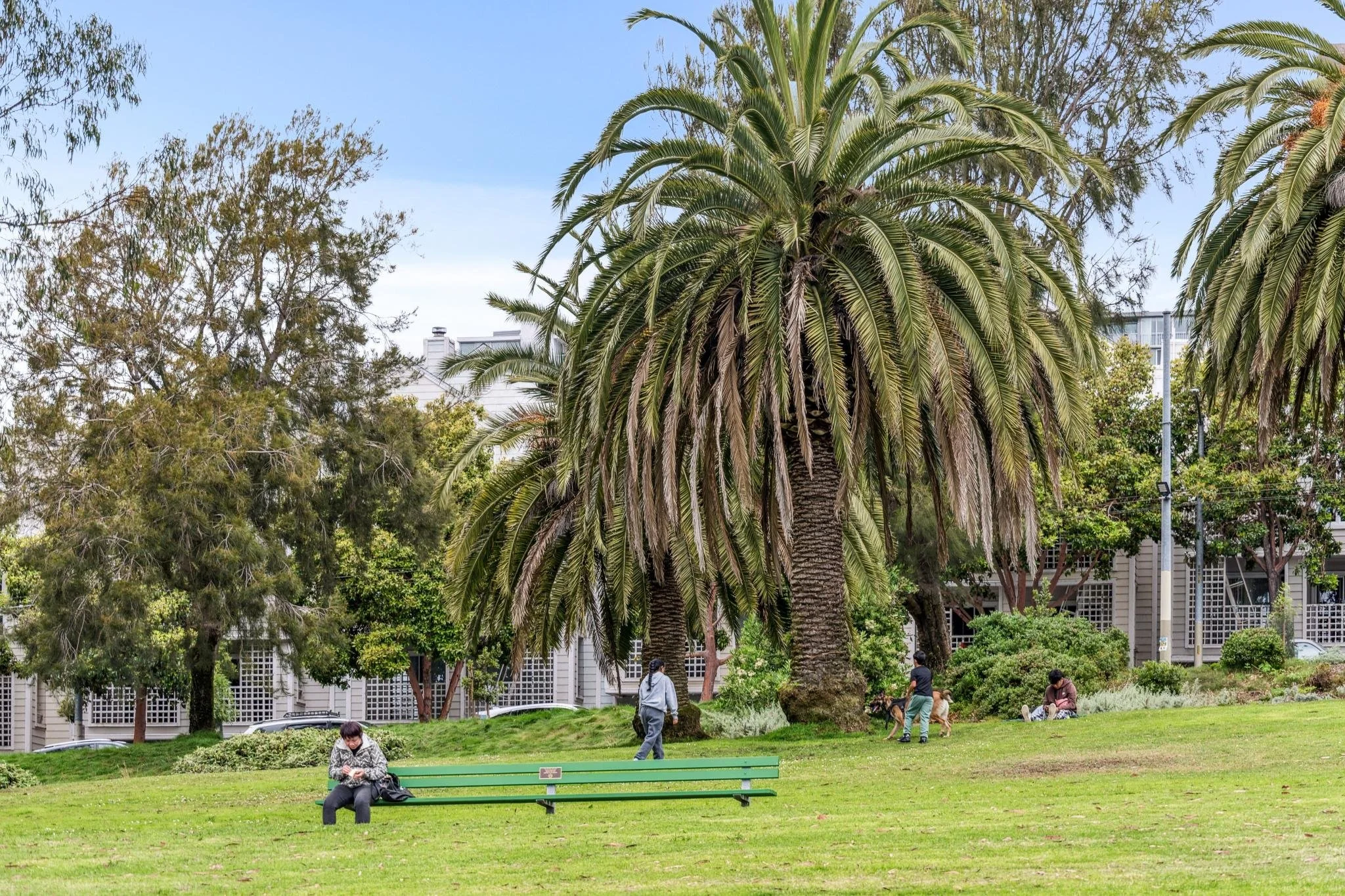 People relaxing and walking in a park with large palm trees, some sitting on a bench, others walking dogs, surrounded by green grass and trees.