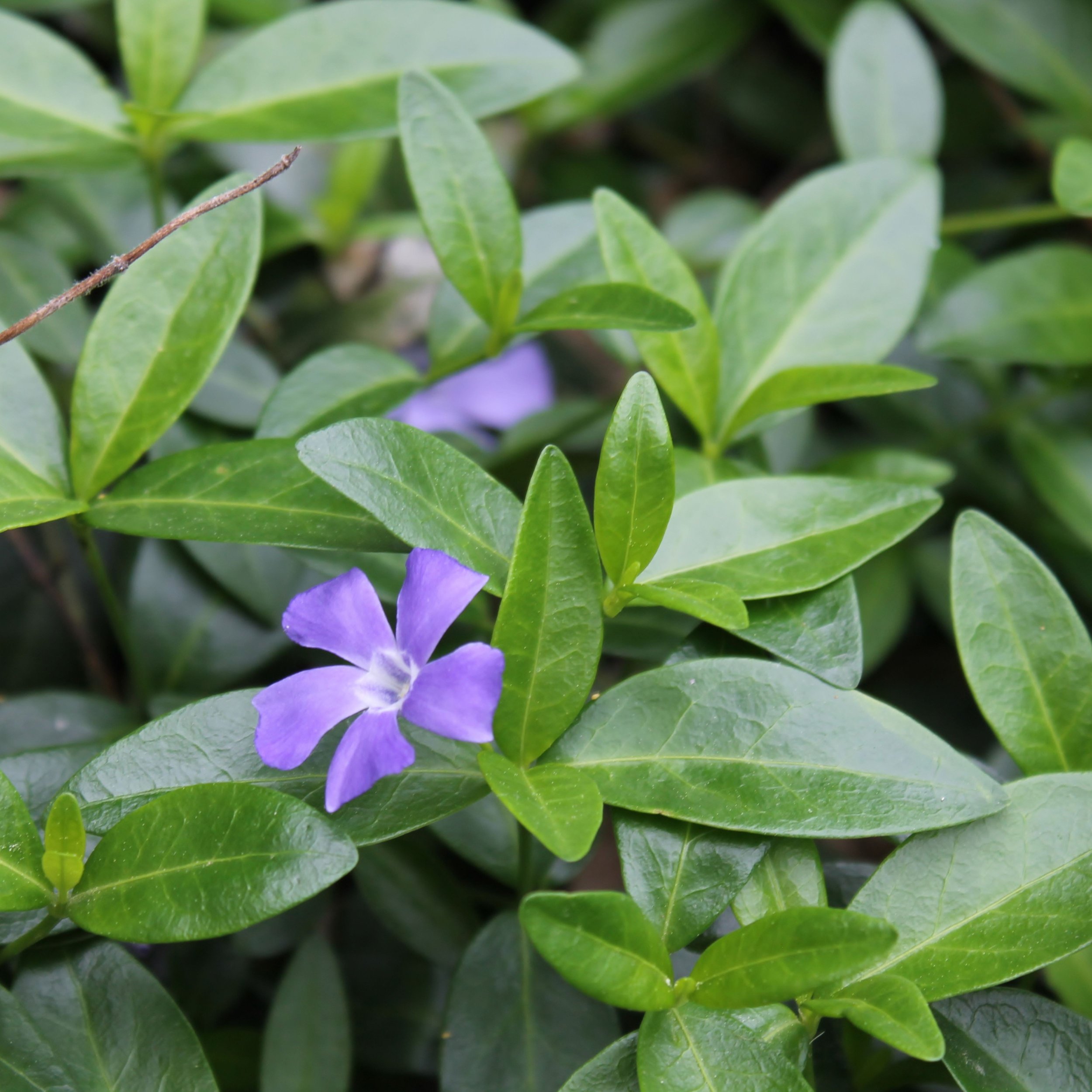 Periwinkle Cuttings ~ 10