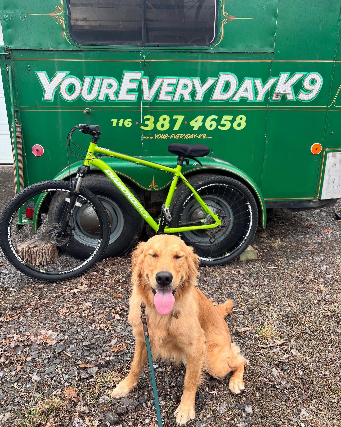 Ted learned how to ride a bike!
Ted has a lot of energy but can be a nervy dog. He struggles with walking between objects etc.
This is a great outlet to get some energy out as well as work on moving next to objects. Teaching pace and comfort is top