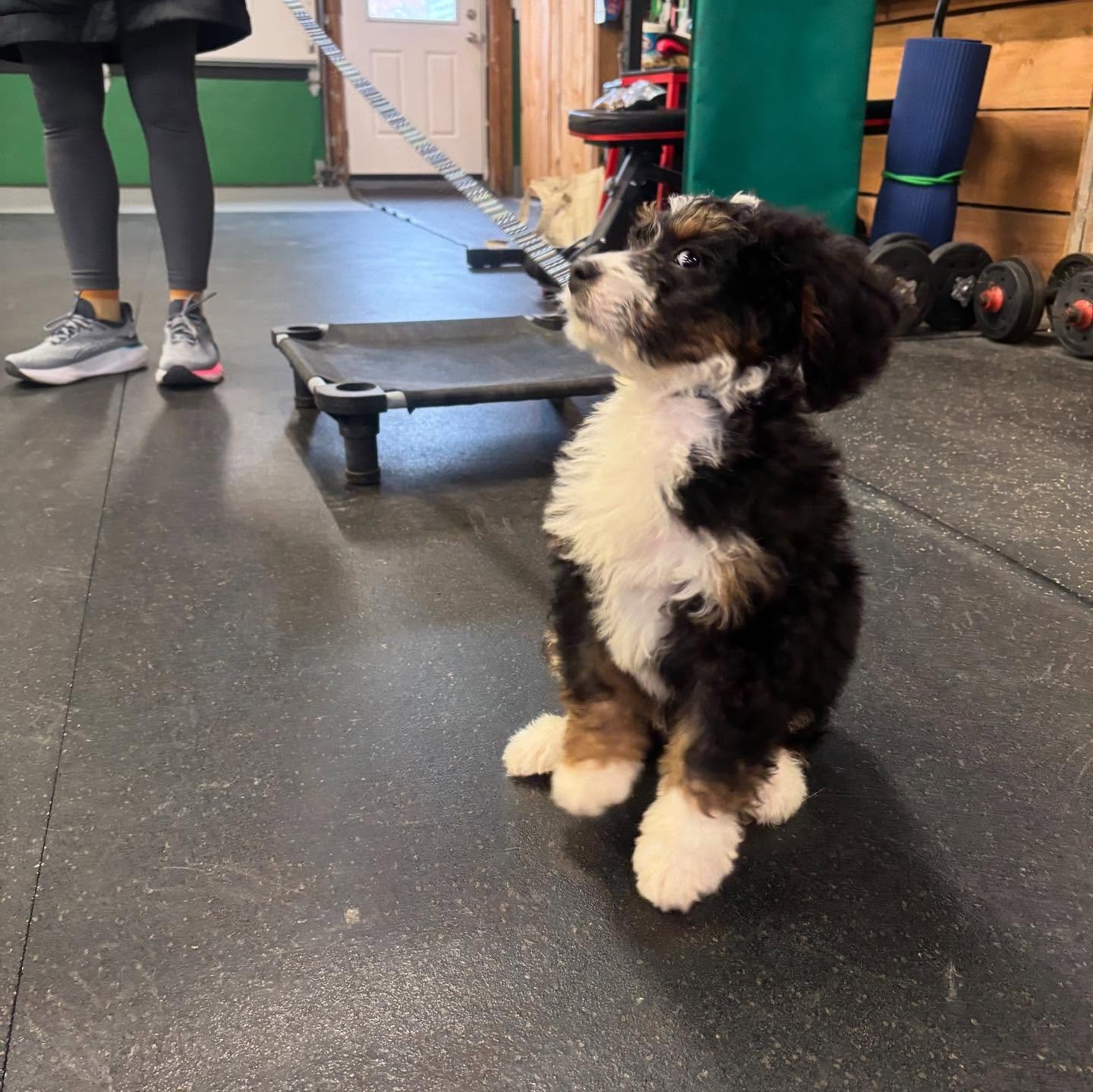 Some action from this week!
We offer a variety of services from any breed and age.
Call or email today-
716.387.4658
Youreverydayk9@gmail.com
#dogtraining #dogsofbuffalo #localbusiness #dog #716