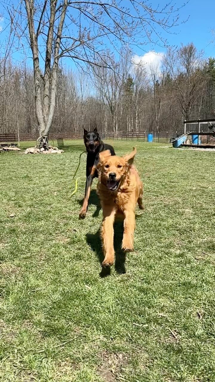 Just a couple of cool dudes
#dogtraining #dogsofbuffalo #goldenretriever #doberman