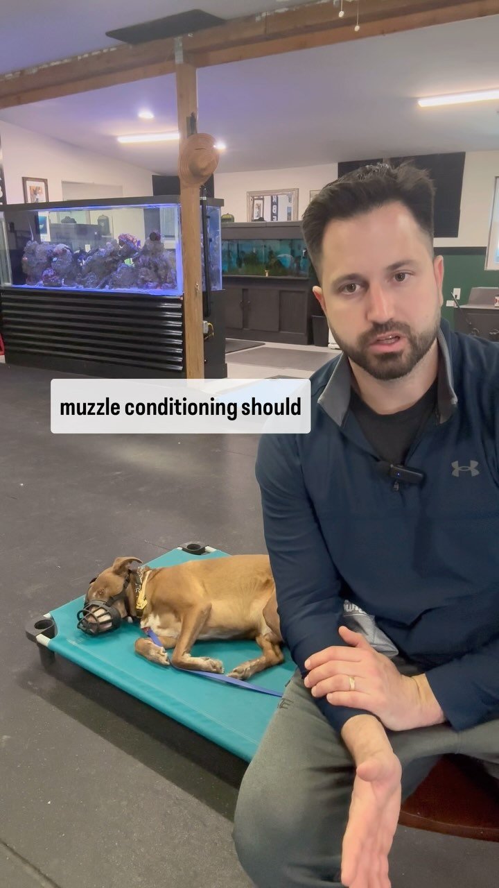 Final stages of muzzle conditioning
Muzzles should always be associated with things your dog enjoys.
Call or email today to get the help you’re looking for!
716-387-4658
YourEveryDayK9@gmail.com
#dogtrainingtips #dogsofbuffalo #buffalo #p