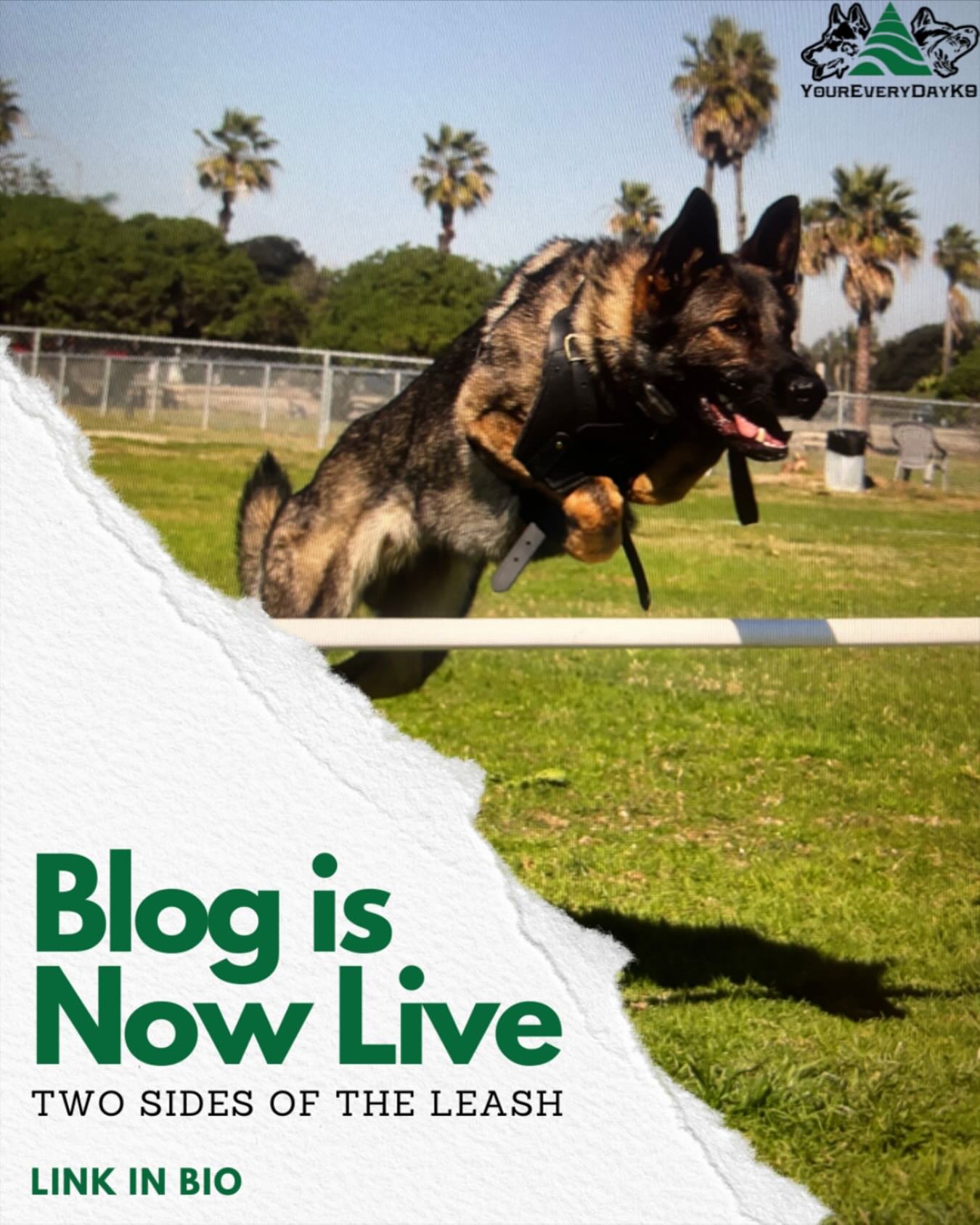 The Blog Is Live! 🐾
Ever wonder what your dog really wants from you — not just what you want from them?
In my first blog post, Two Sides of the Leash, we dive into the heart of the human-dog relationship. It’s about expectations, reali