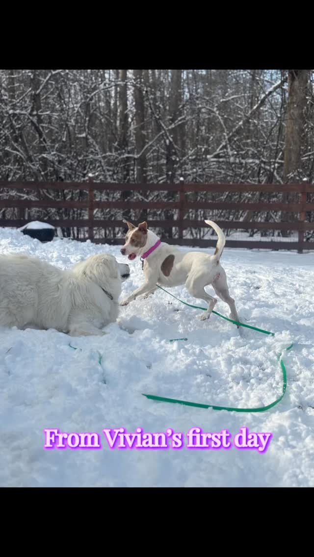 Vivian has officially been adopted 💜
She has landed the perfect home. An active family with a sibling dog to play with.
She will truely be missed. Vivian assisted me with helping other dogs in training. She was a master socializer. Selfishly I wi