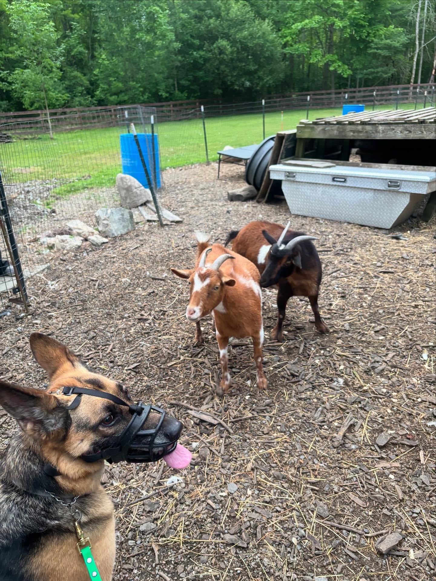 Olive finished up a 3 week program to work on relaxation skills around other animals. no, their house hood does not contain goats but the idea is to have a neutral mindset around anything that may seem like “prey” for them, it’s the