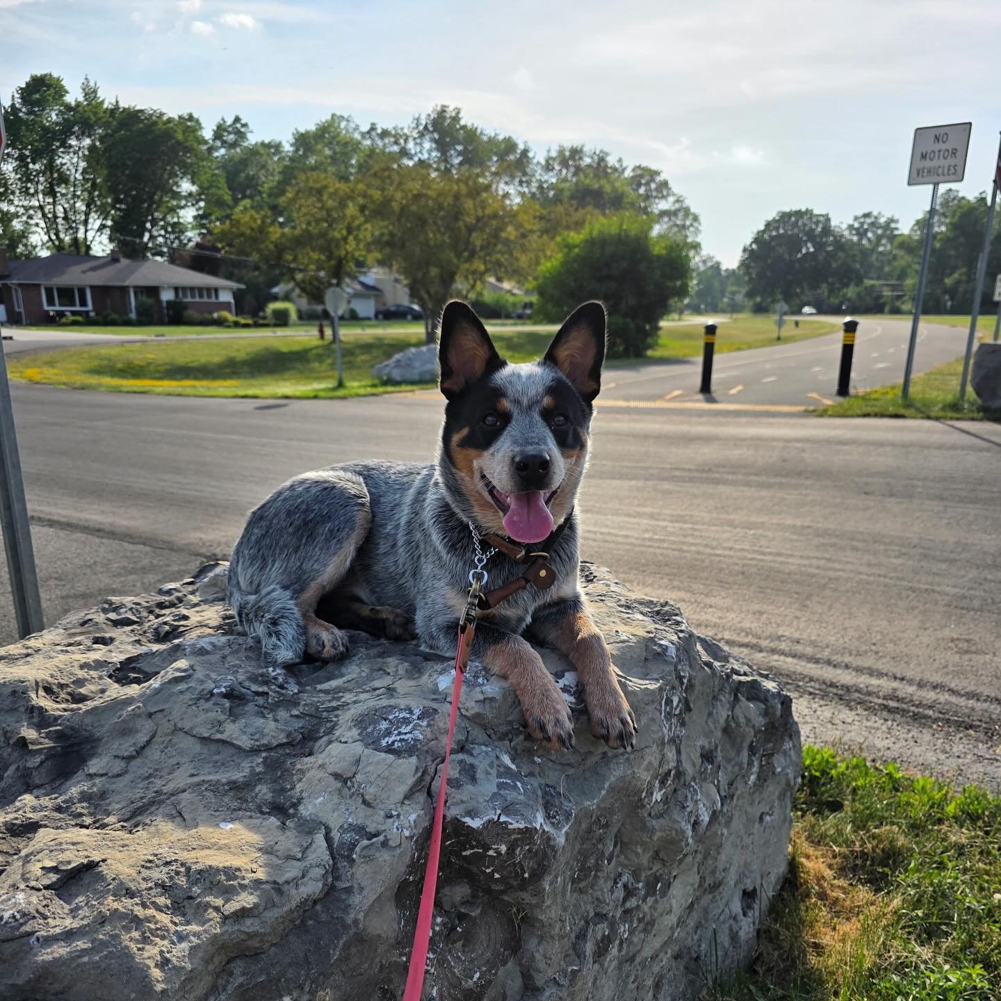 Just a pup learning about the world. 🌎
As Harley spends some time with us she will learn more than just obedience. She will get a wide range of confidence building exercises, socialization introduction, proper crate training and more!
Sign your p