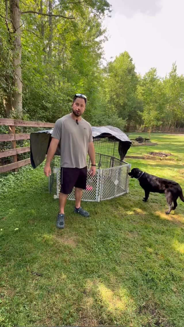 Baby Chicks!
Desensitizing your dogs to new animals and the new animals to your dogs!
#dogtrainingtips #dogsofbuffalo #chickens #dog #farm #minifarm