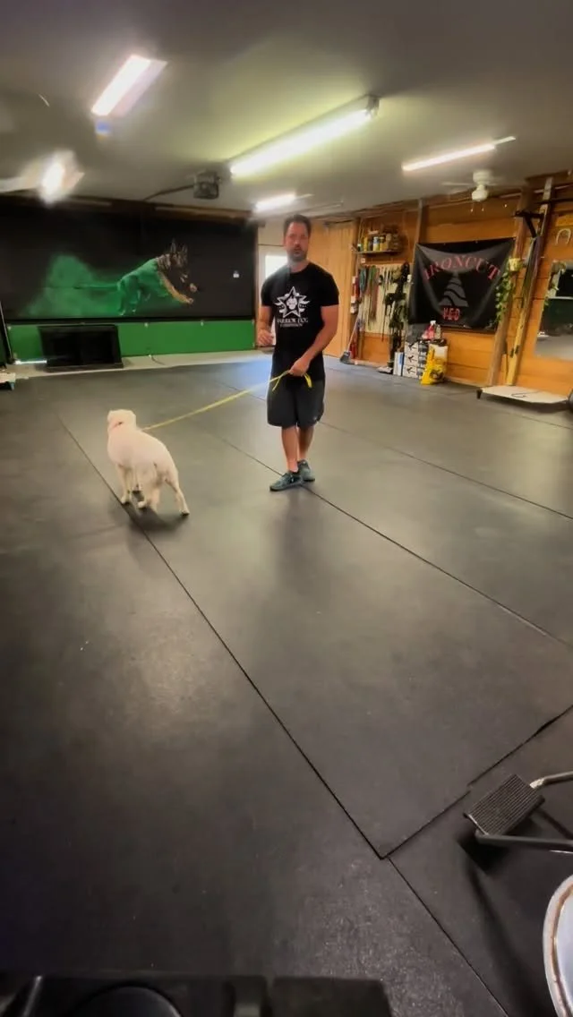 Nervous dogs who go into an auto shut down.
Not the best video here but I wanted to she her during one of her first sessions and how many baby steps will be taken to achieve our goal.
Many owners struggle with this and end up caring for a dog who l