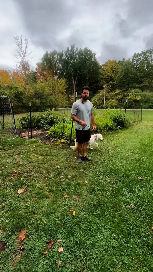 Structure at its finest with reshaping movement in a nervous dog. This is one of a few ways I will demonstrate on how to work with dogs like this.
#dogtraining #dogsofbuffalo #behaviormodification #goldenretriever