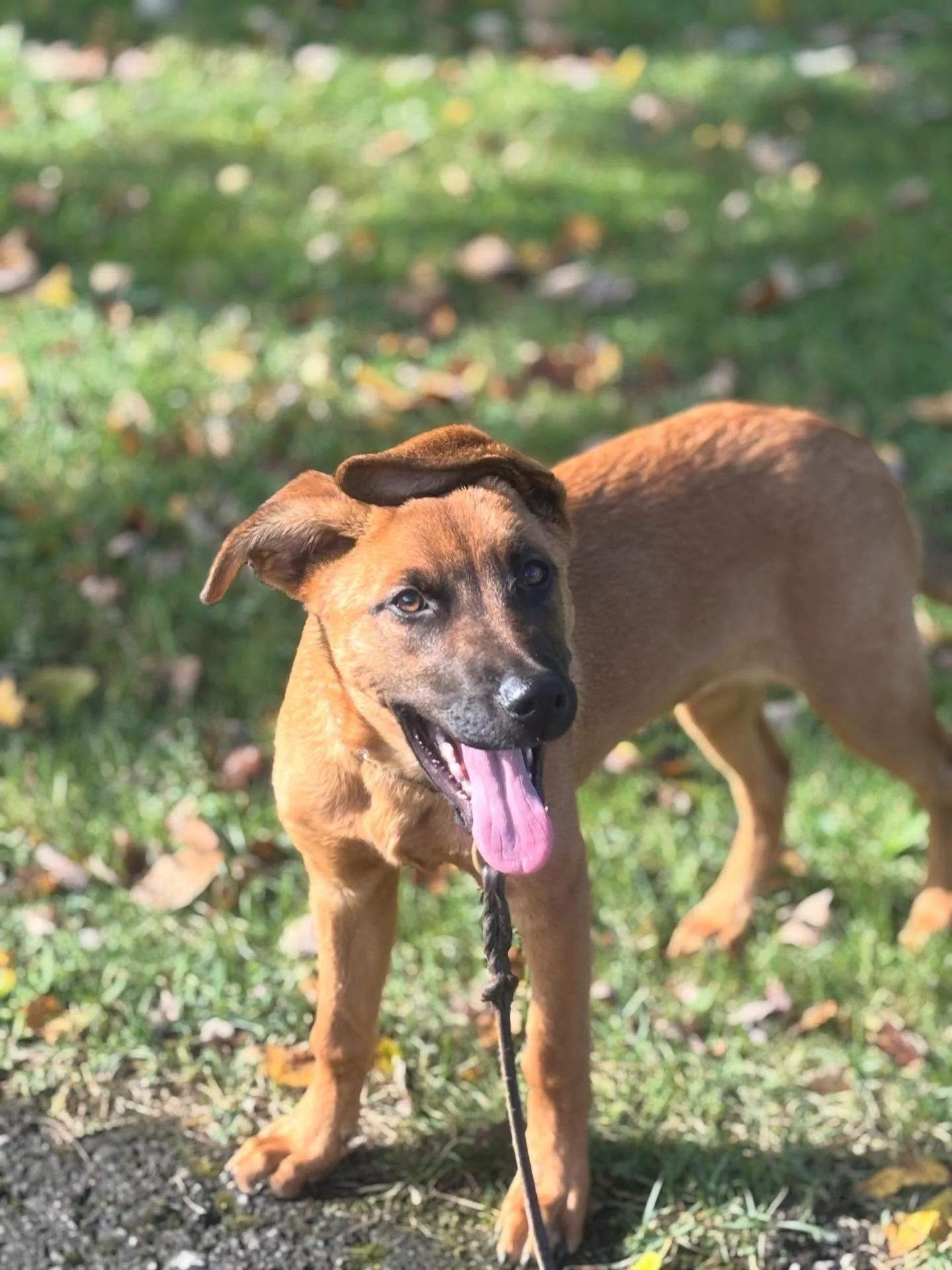 Maples first day.
She’s here getting a jump start on life. Learning leash control, manners, socialization and more!!
#dogtraining #dogtrainingtips #dogsofbuffalo #buffalo