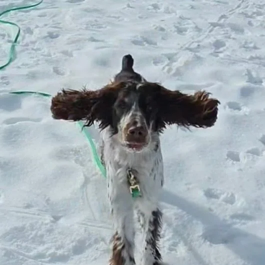 Even though the holidays are coming in faster than Sadie running in for a holiday snack it&rsquo;s not too late to get your pup signed up for some training! 🎄 

Call or email today
📧 YourEveryDayK9
☎️ 716.387.4658

www.youreverydayk9.com

#dogtrain