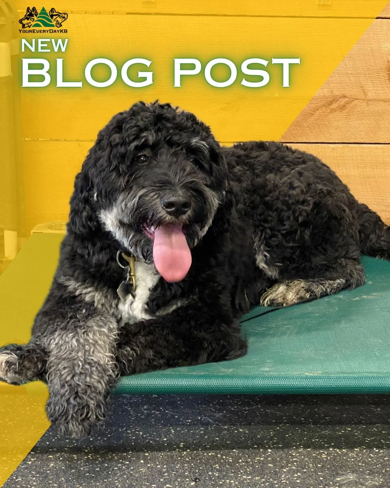 New blog post is up: Kick the Crutch

If your dog already knows better, but the same issues keep showing up, this one is for you.

Go give it a read:

https://www.your-everyday-k9.com/k9-corner

#YourEveryDayK9 #DogTraining #DogBehavior #DogManners L