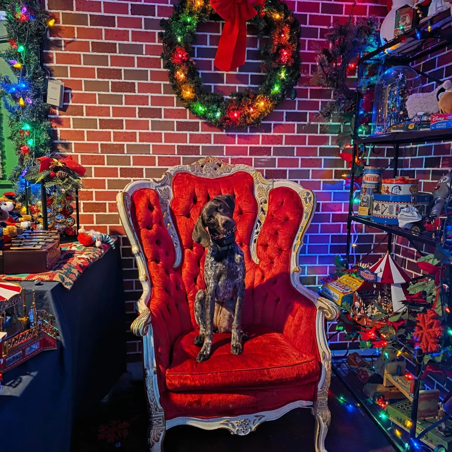 Puppy girl Winter is ready for Santa!!