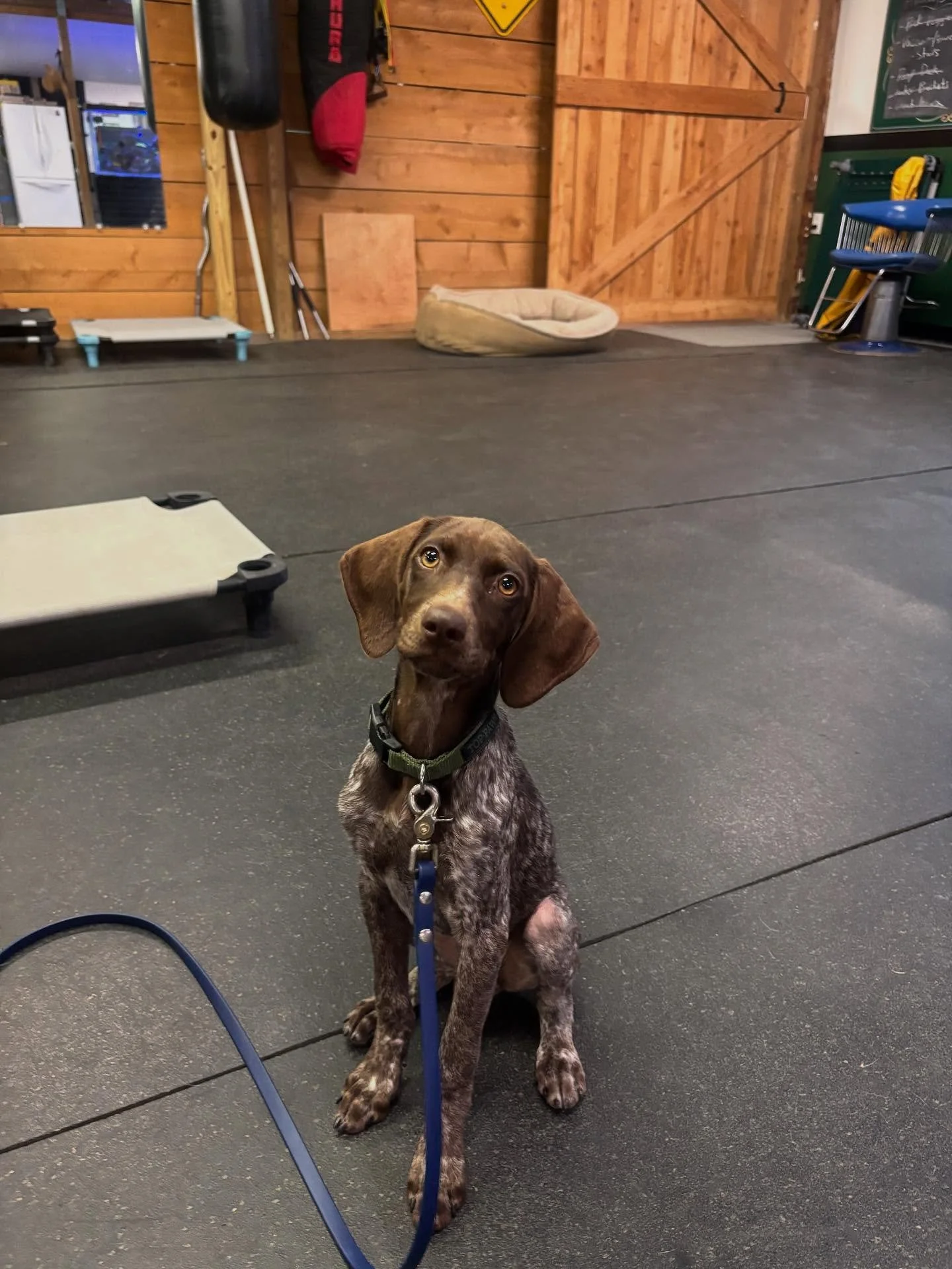 A little bit from this week!
-Puppys
-Adult dogs
-Daycare

We are always pushing to build you are your dogs relationship 🐶 

#dogtraining #dogsofbuffalo #dog #puppy #buffalo