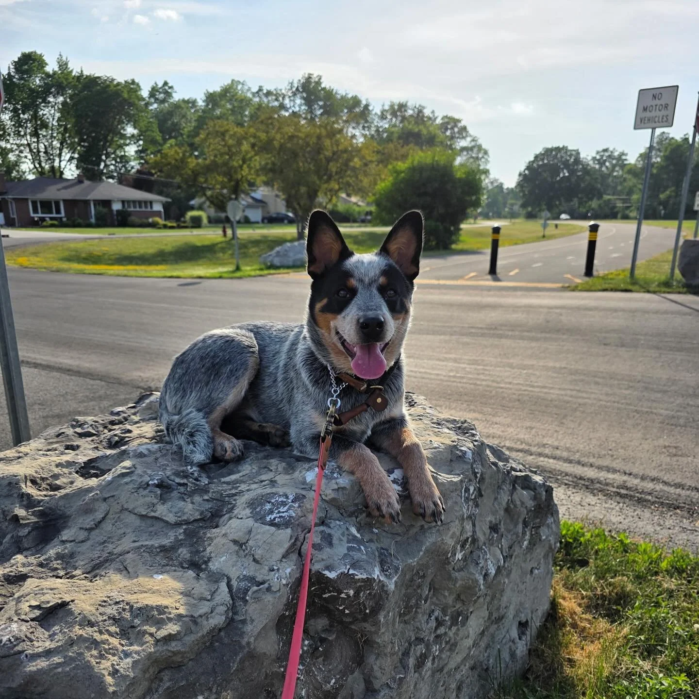 Just a pup learning about the world. 🌎 

As Harley spends some time with us she will learn more than just obedience. She will get a wide range of confidence building exercises, socialization introduction, proper crate training and more!

Sign your p