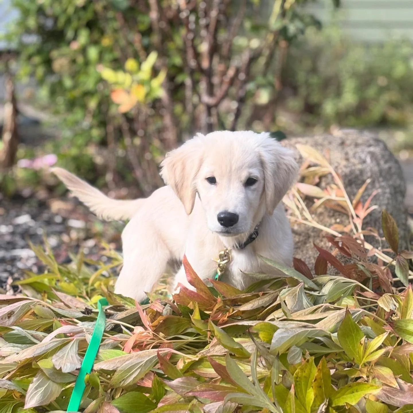 This little fella Findly is learning the dance of the day here at YourEveryDayK9..

We offer a large variety of training not just for age or issues but all sorts of lifestyles! We include your day to day street walks, advanced public outings all the 