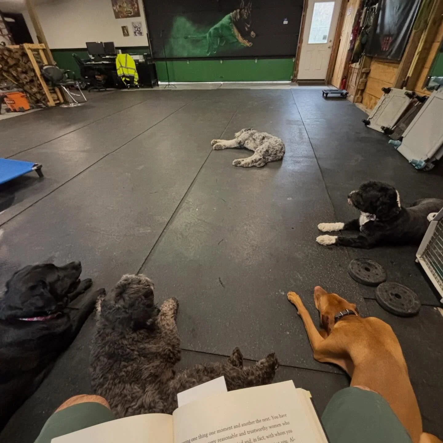 This picture is everything I mentioned in a story the other day about training a behavior vs creating behavior.
These dogs had some playtime but also have off switches. I begin reading. Slowly the energy settles and the dogs cue in. This is NOT hours