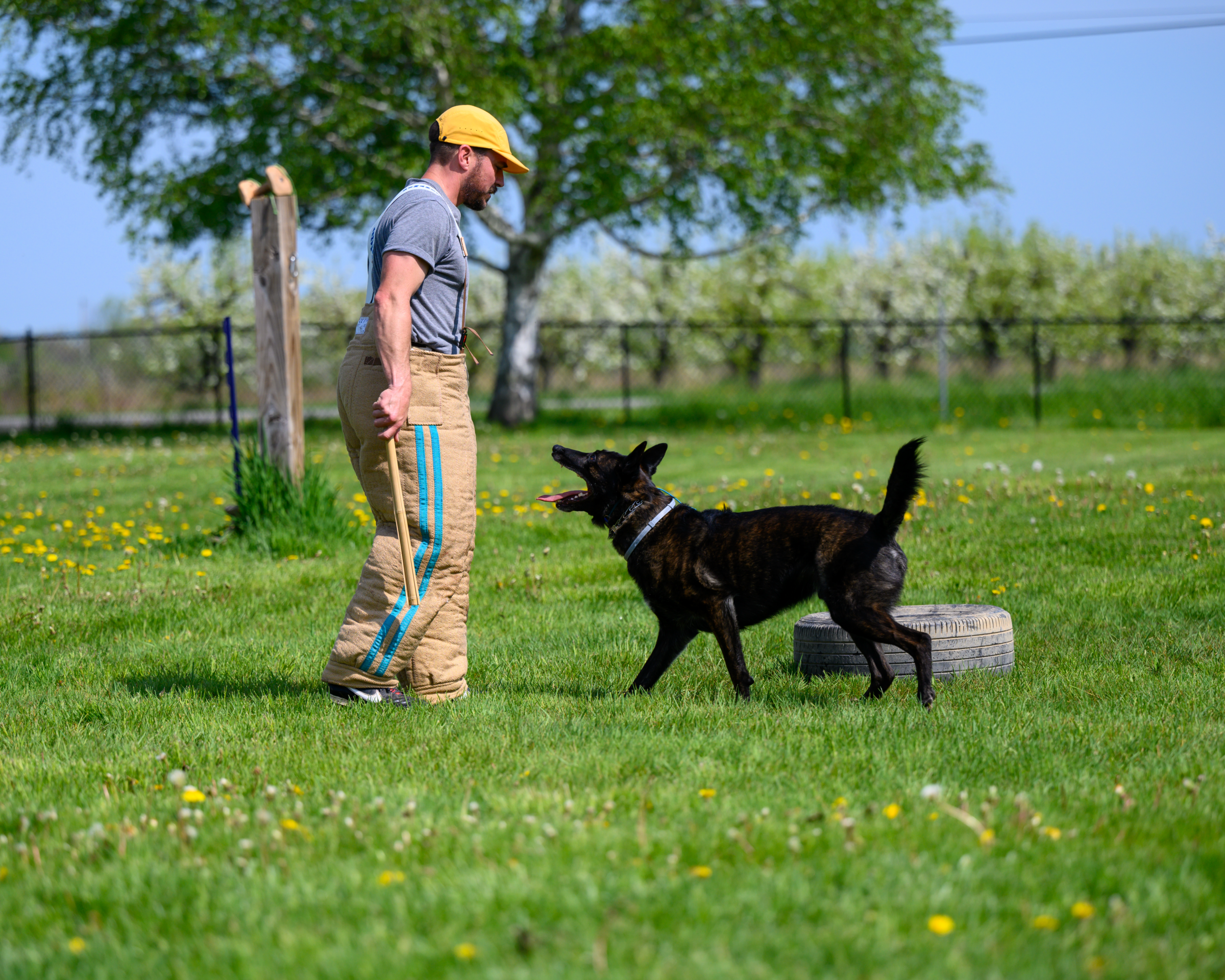 Your EveryDay K9 Blog — Your Everyday K9