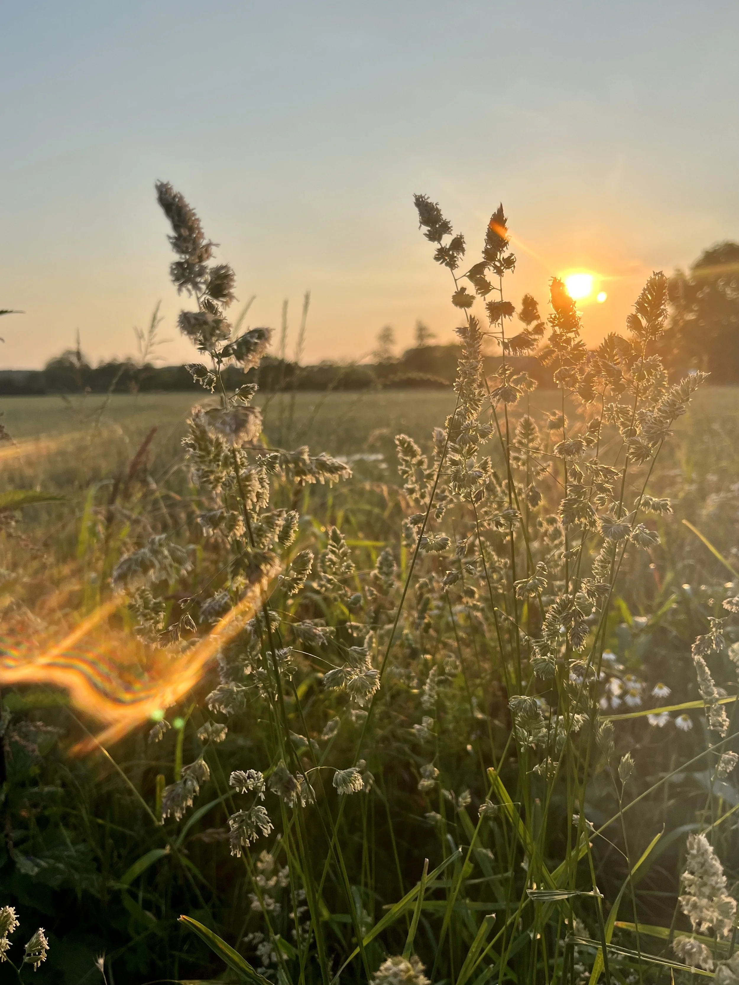 Sonnenuntergang am Feldrand