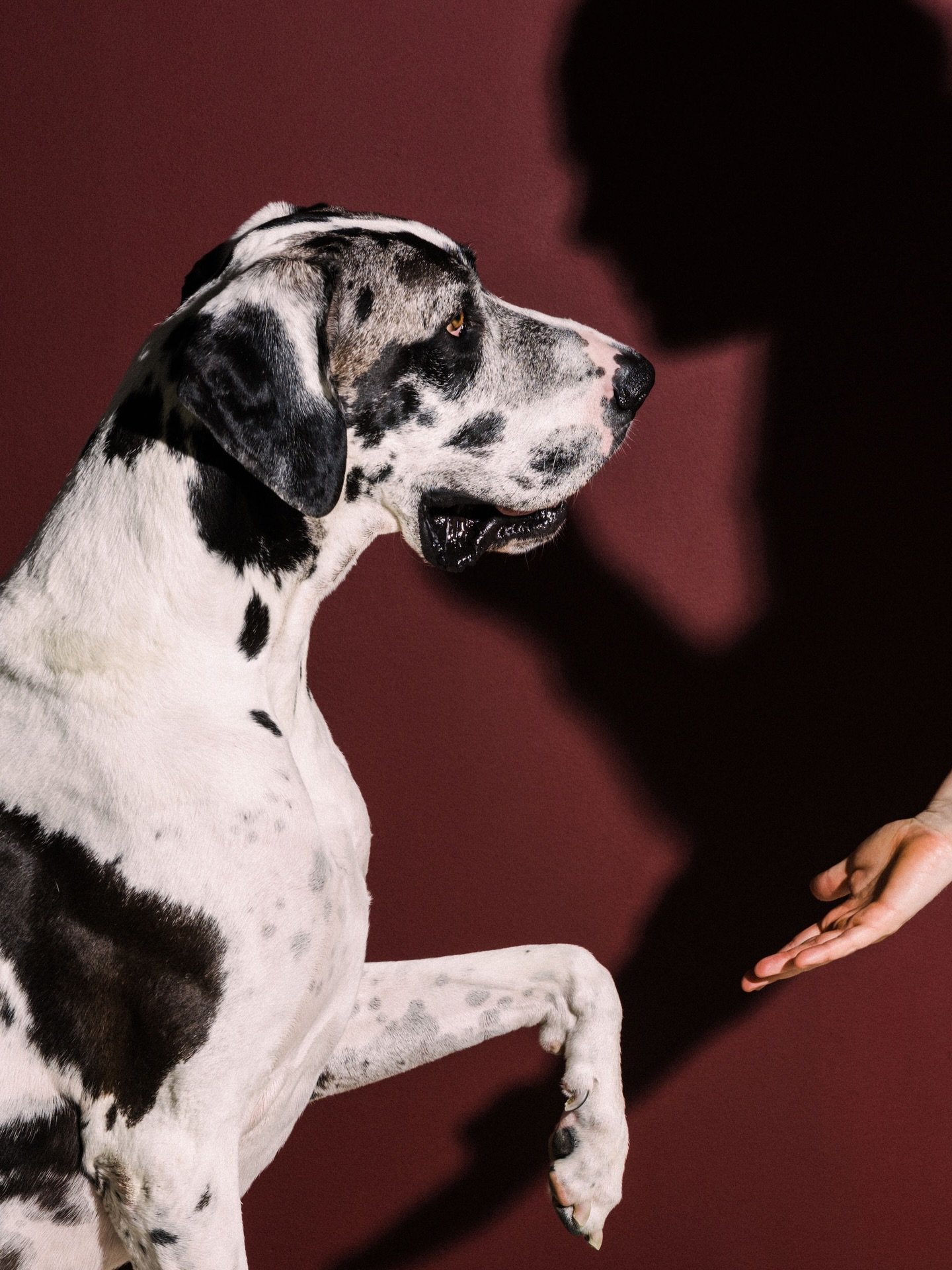 The most handsome man helped with the announcement of his new human sibling on the way 🍼👶🏼

And I just know he&rsquo;s going to be the best big brother

@mollyg00dman #greatdanephotography #omaha #omahaphotographer #dogphotoshoot