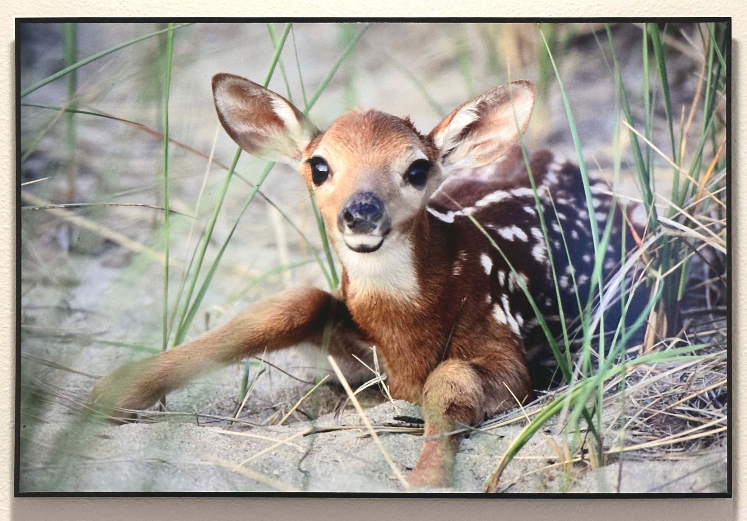 Deer.jpg