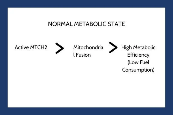 Normal Metabolic State