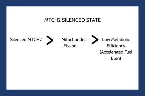 MTCH2 Silenced State