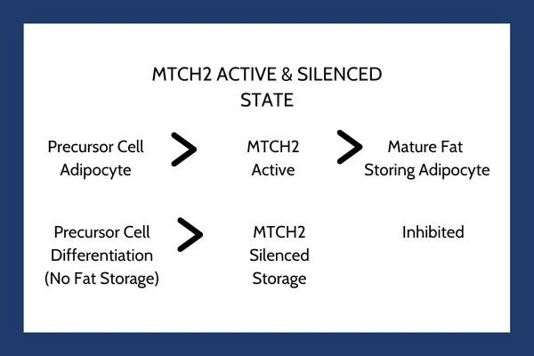 MTCH2 Active & Silenced State