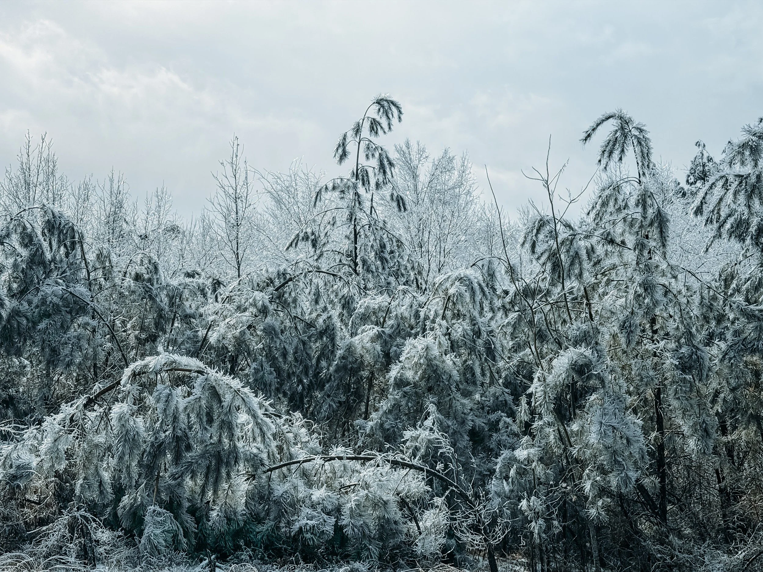 From Texas to Terrace: How a Historic Freeze Almost Ended Their SMA Dream