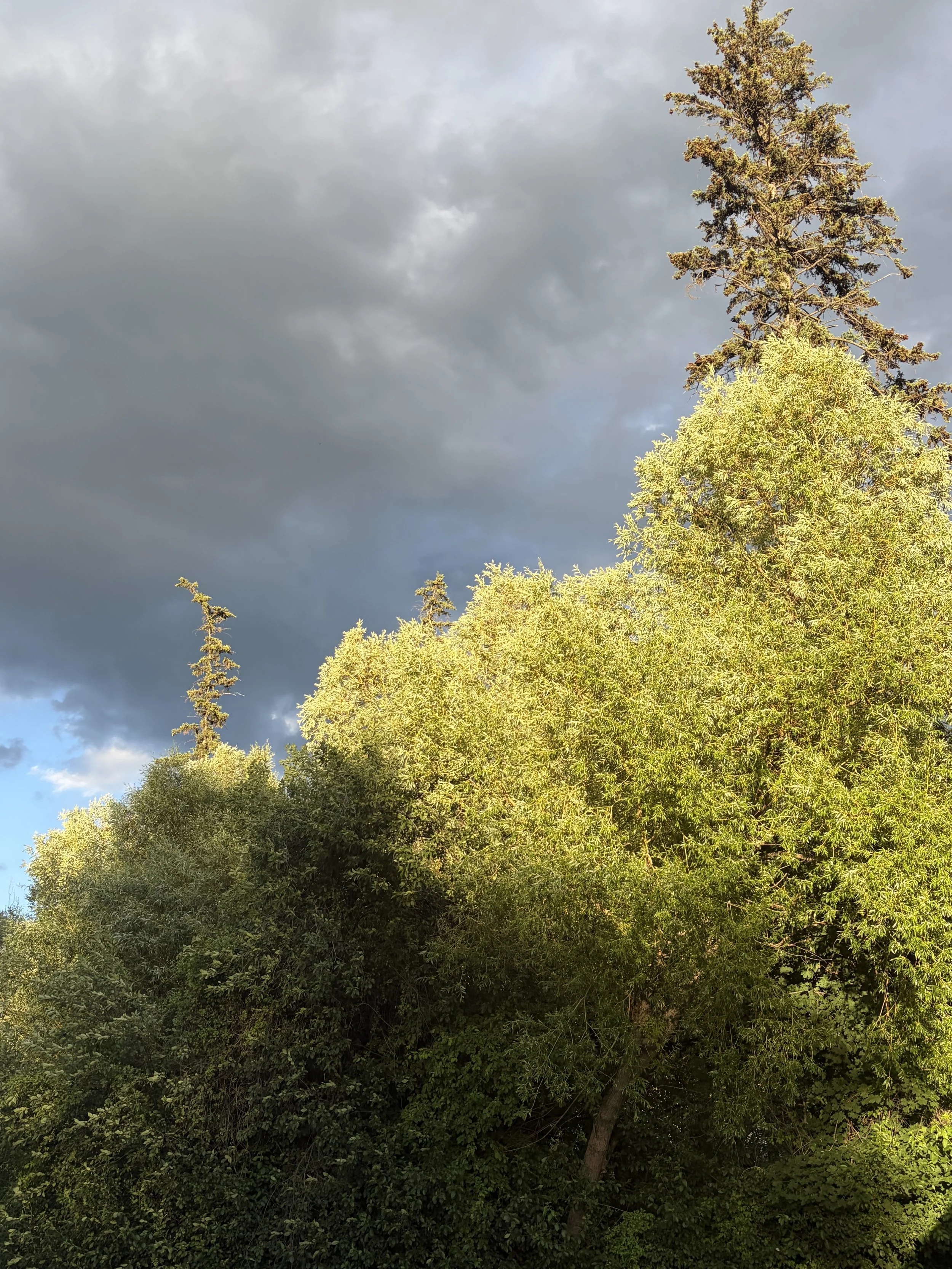 IMG_1990.jpeg