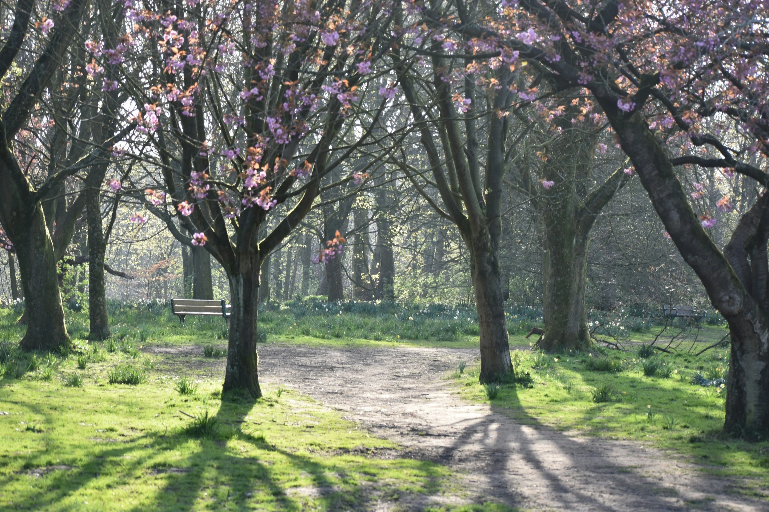 Calm tree-lined path in soft natural light representing space, steadiness, and relief from ongoing anxiety.