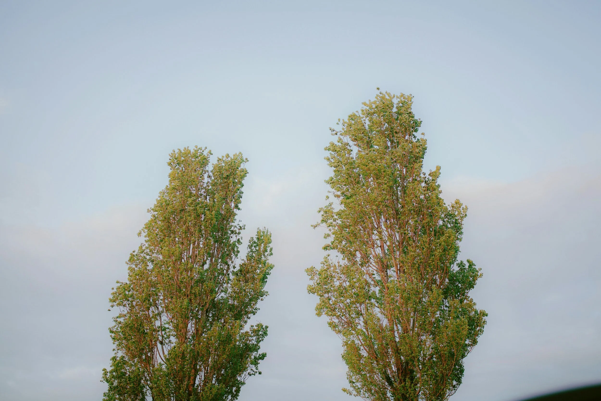 Two trees standing near each other with space between them, representing connection, boundaries, and relational patterns.
