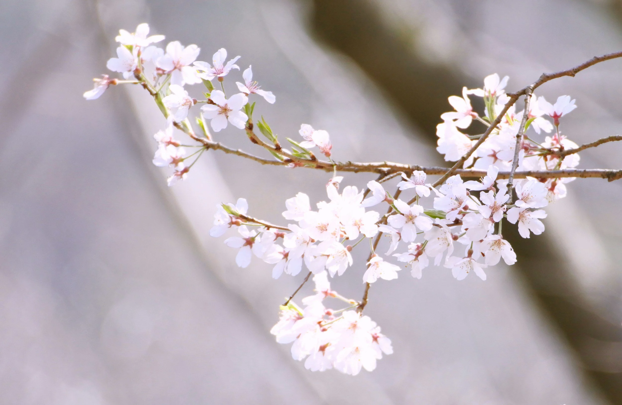 White blossoms on a branch representing renewal, calm, and natural beauty.