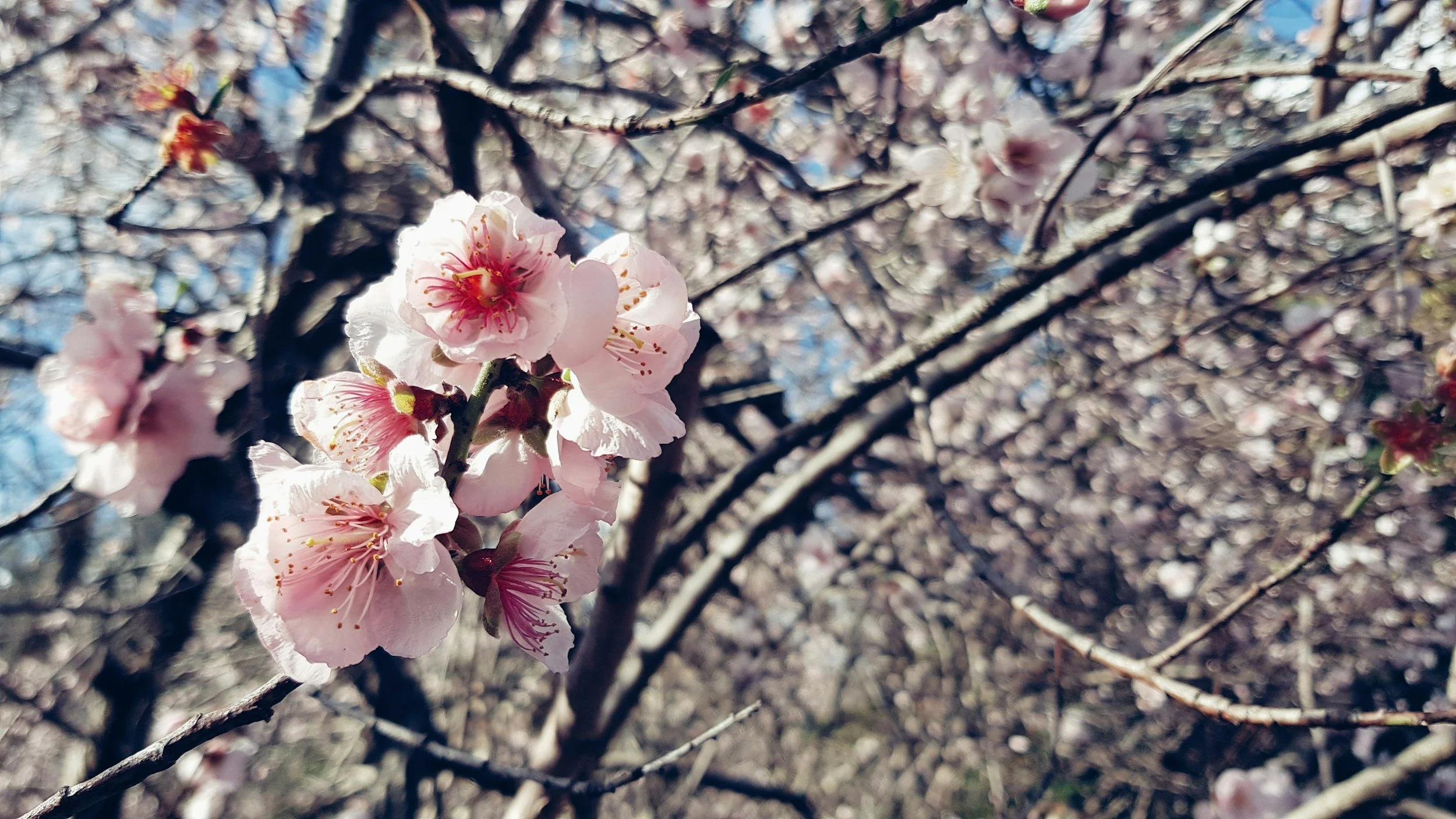 Pink blossoms on a branch representing renewal, calm, and natural beauty.