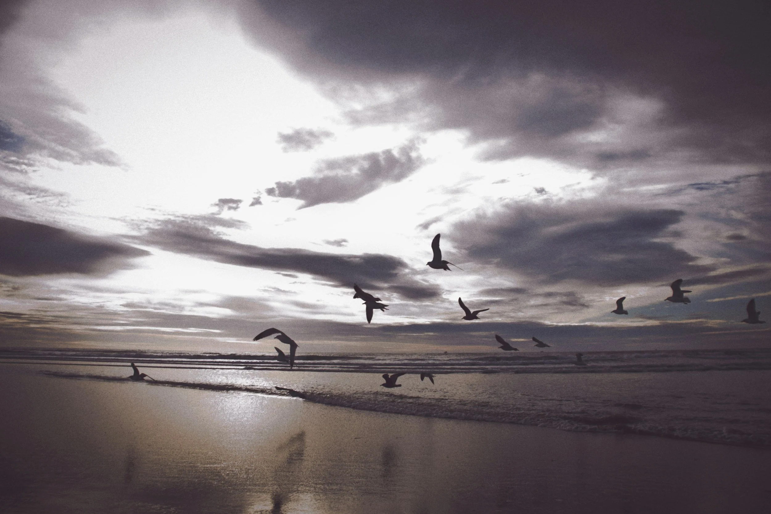 Seabirds flying over the ocean at sunset representing freedom, reflection, and calm.