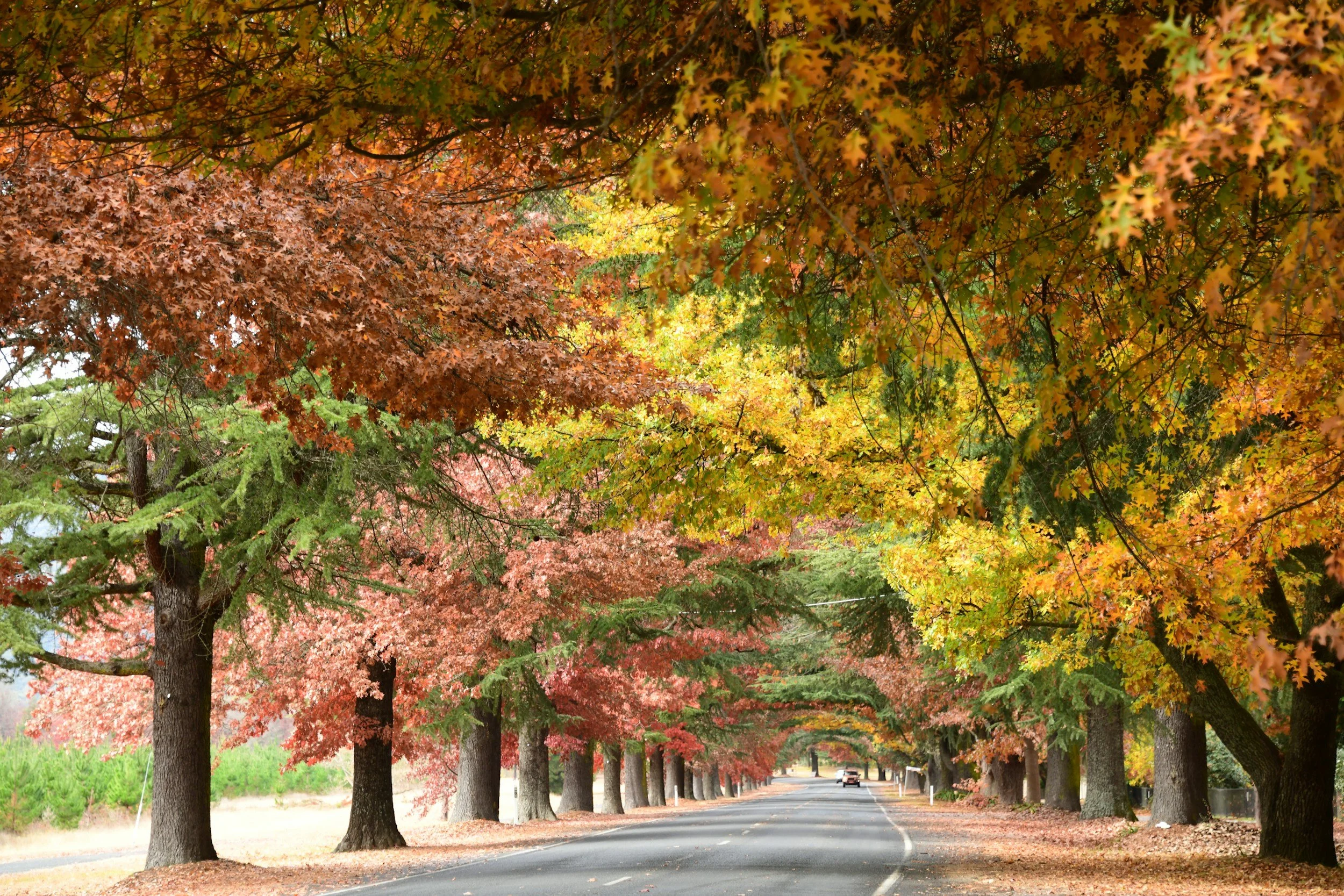 Peaceful tree-lined road with vibrant fall foliage, creating a calm and reflective natural scene.