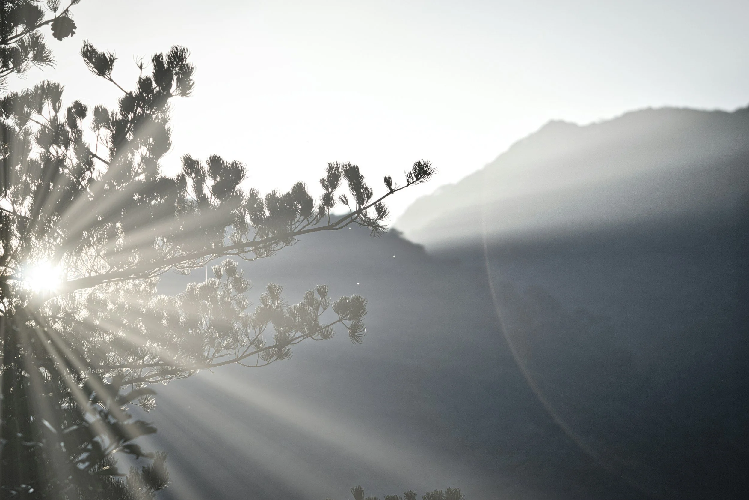 Sunlight filtering through pine branches and morning mist over layered mountain ridges