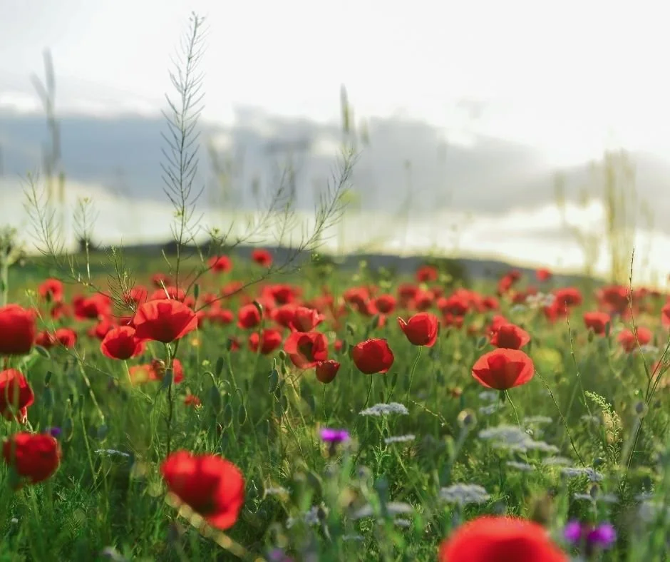 Field of red poppies and wildflowers at sunset, with hills in the background.