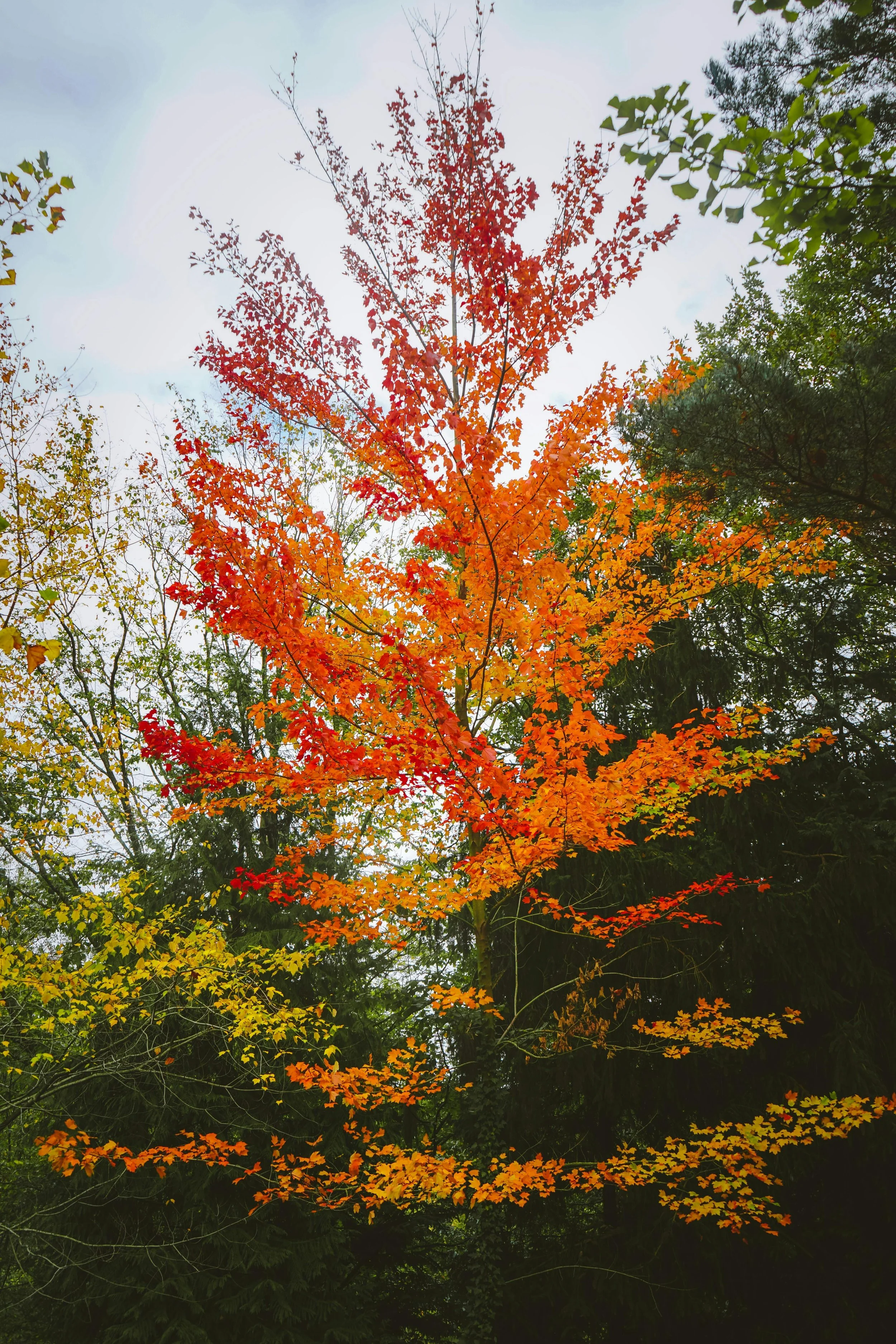 Autumn tree with vibrant foliage representing transformation, change, and natural beauty.