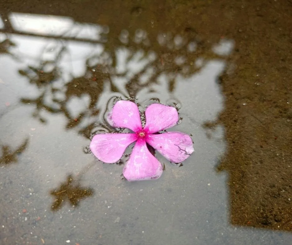 A single pink five-petaled flower resting on wet pavement, with tree branches reflected in the water around it