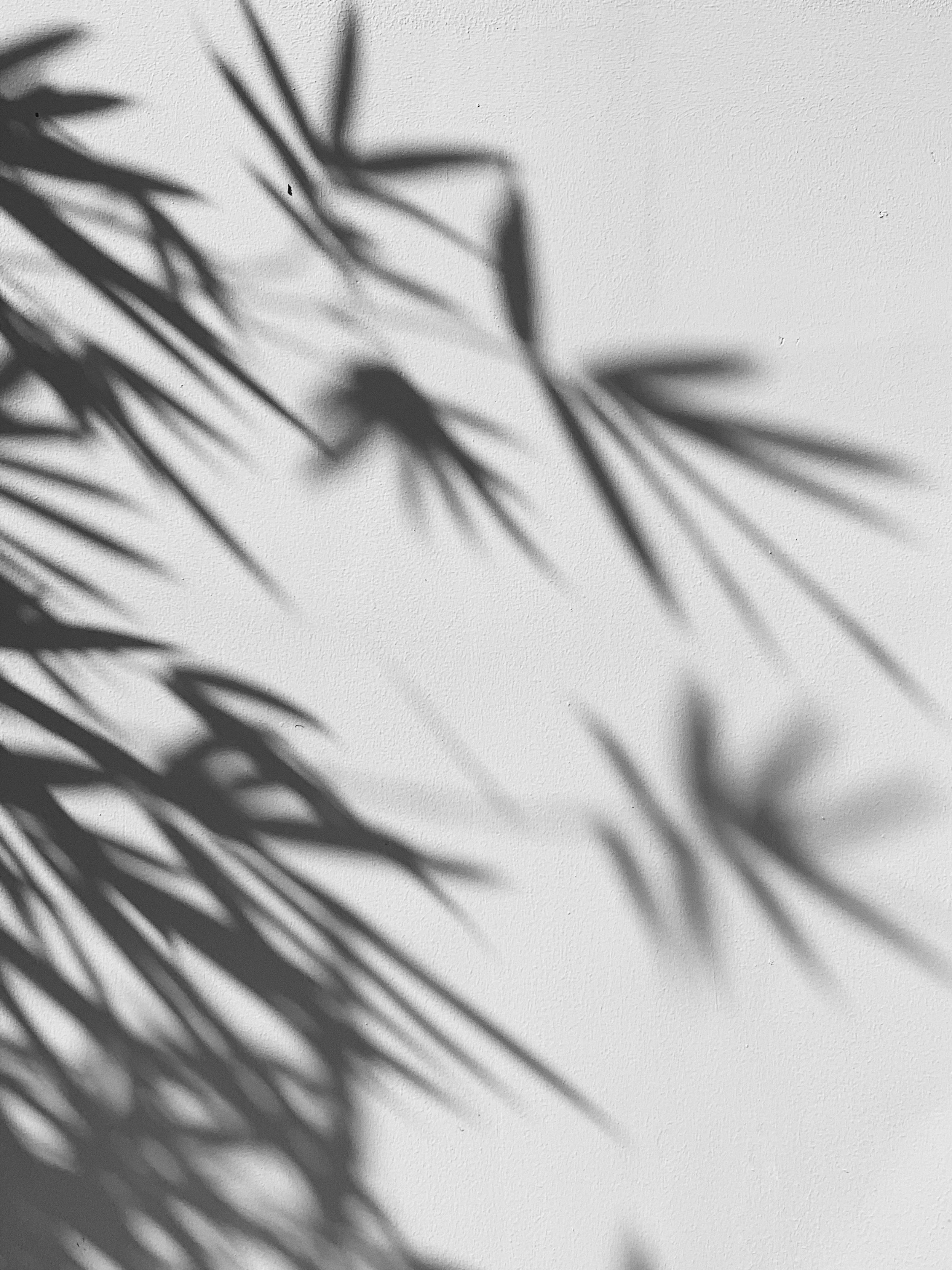 Abstract shadow of palm leaves cast across a textured white wall.