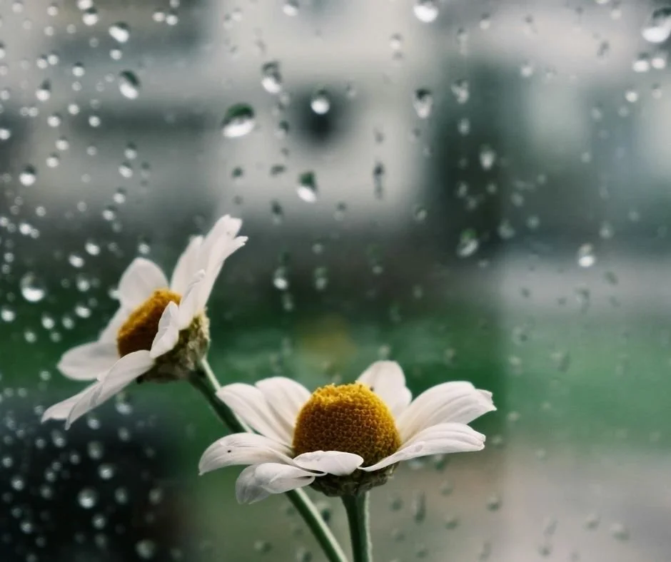Two white daisies against a rain-speckled window, blurred greenery visible outside