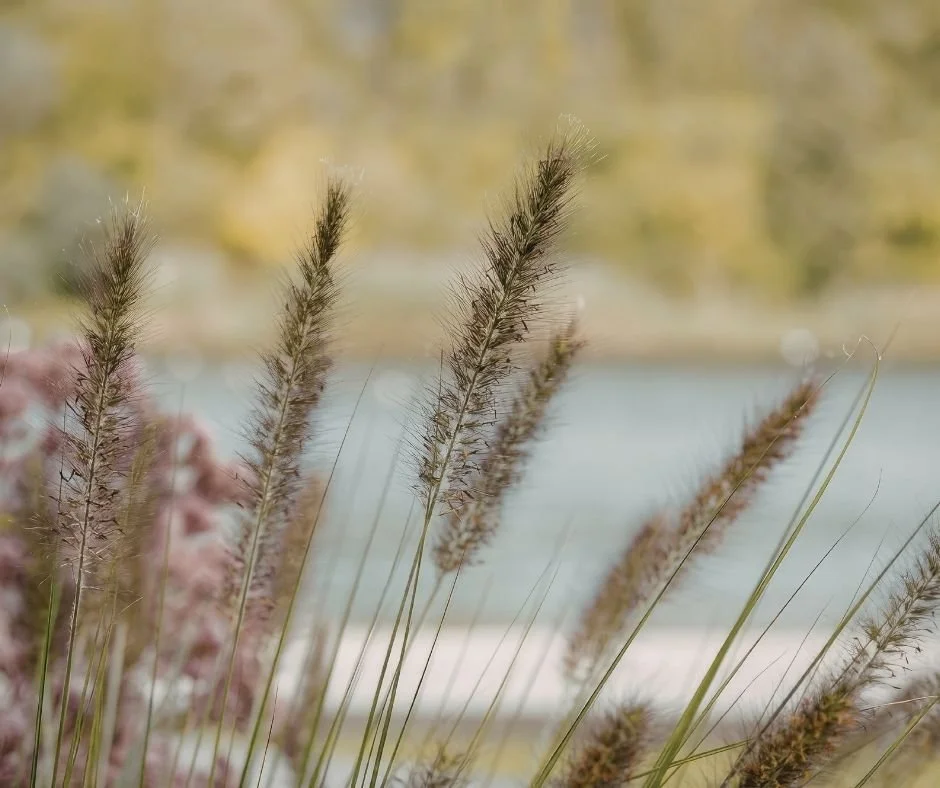 Ornamental grasses with feathery seed heads swaying in front of a calm lake, hazy autumn trees in the background