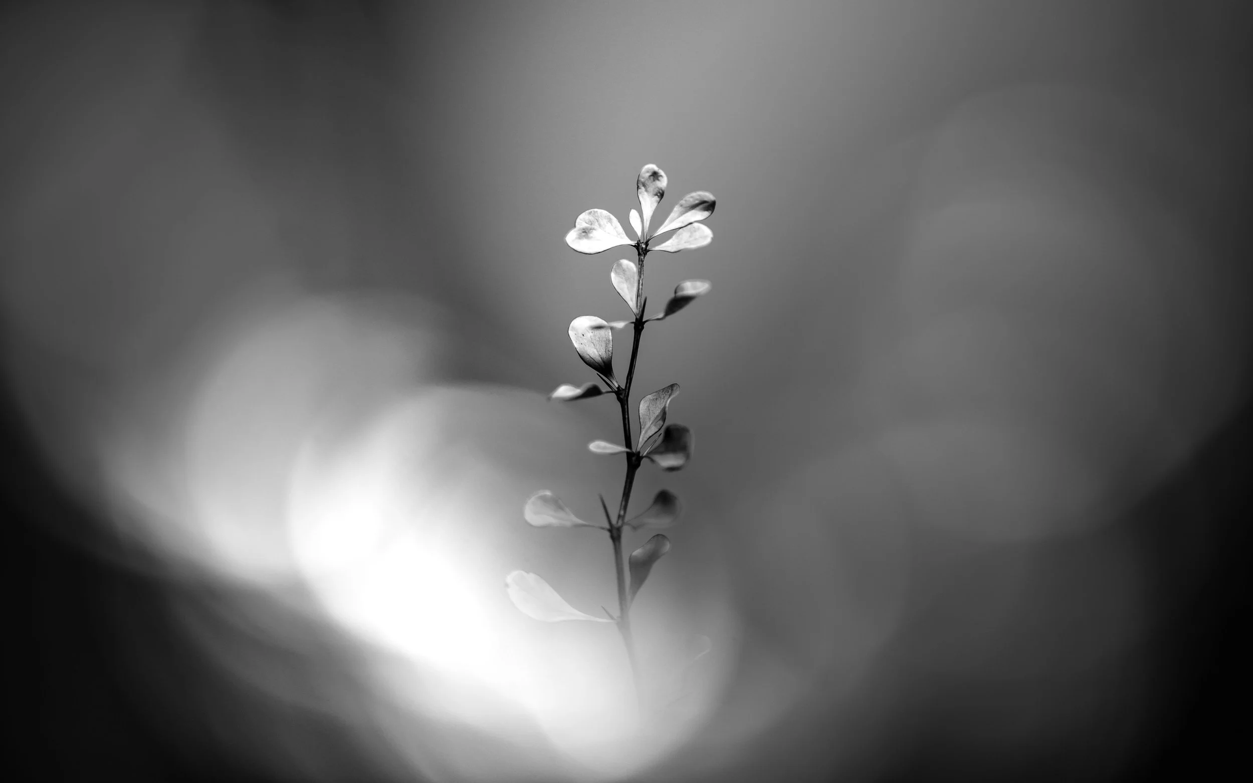 Soft-focus black and white photo of a young plant with delicate leaves.