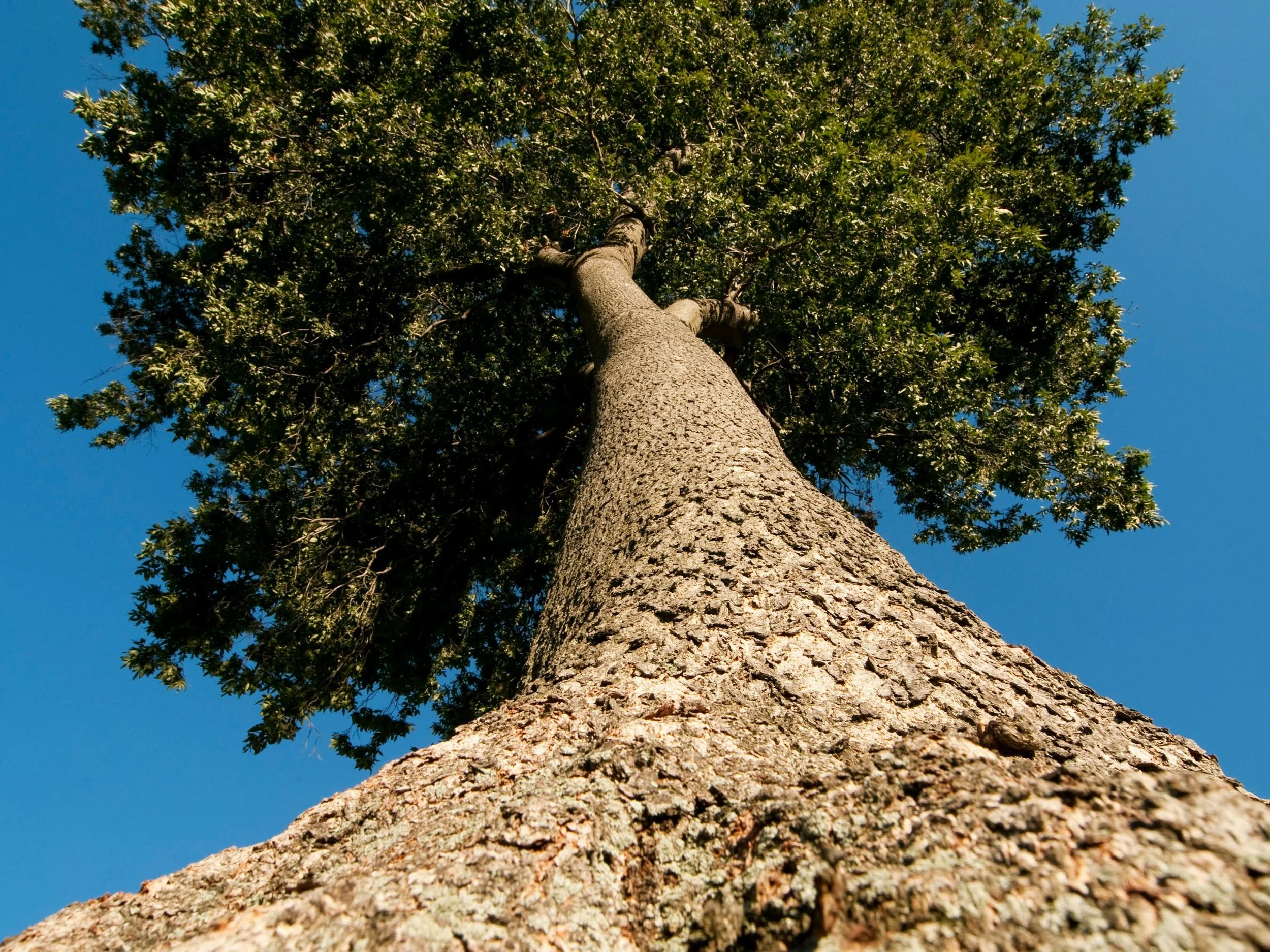 View looking up a strong tree trunk, symbolizing grounding, inner stability, and a growing sense of self-worth.