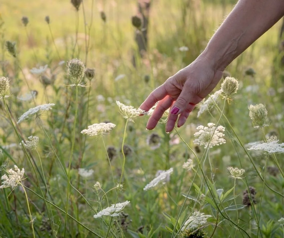 Wildflower meadow with a hand gently reaching toward Queen Anne's lace, representing slowing down and reconnecting with what matters in Danville, CA