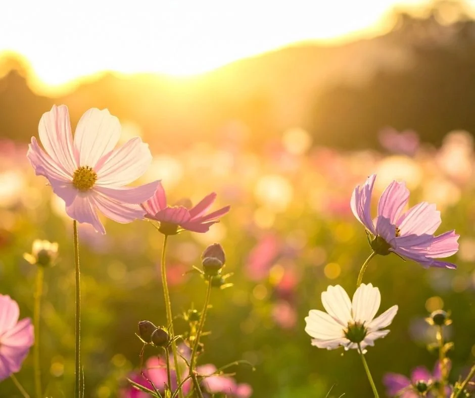 Close-up of pink and white cosmos flowers backlit by golden sunset light in a wildflower field