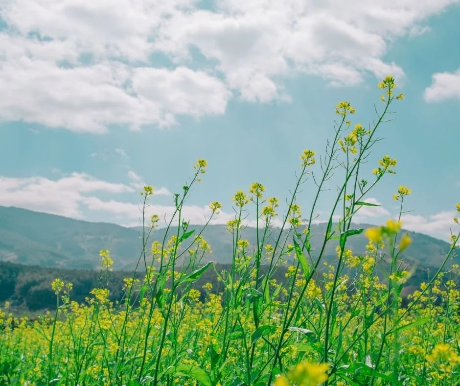 Wildflowers in a green field with hills in the background under a partly cloudy sky.