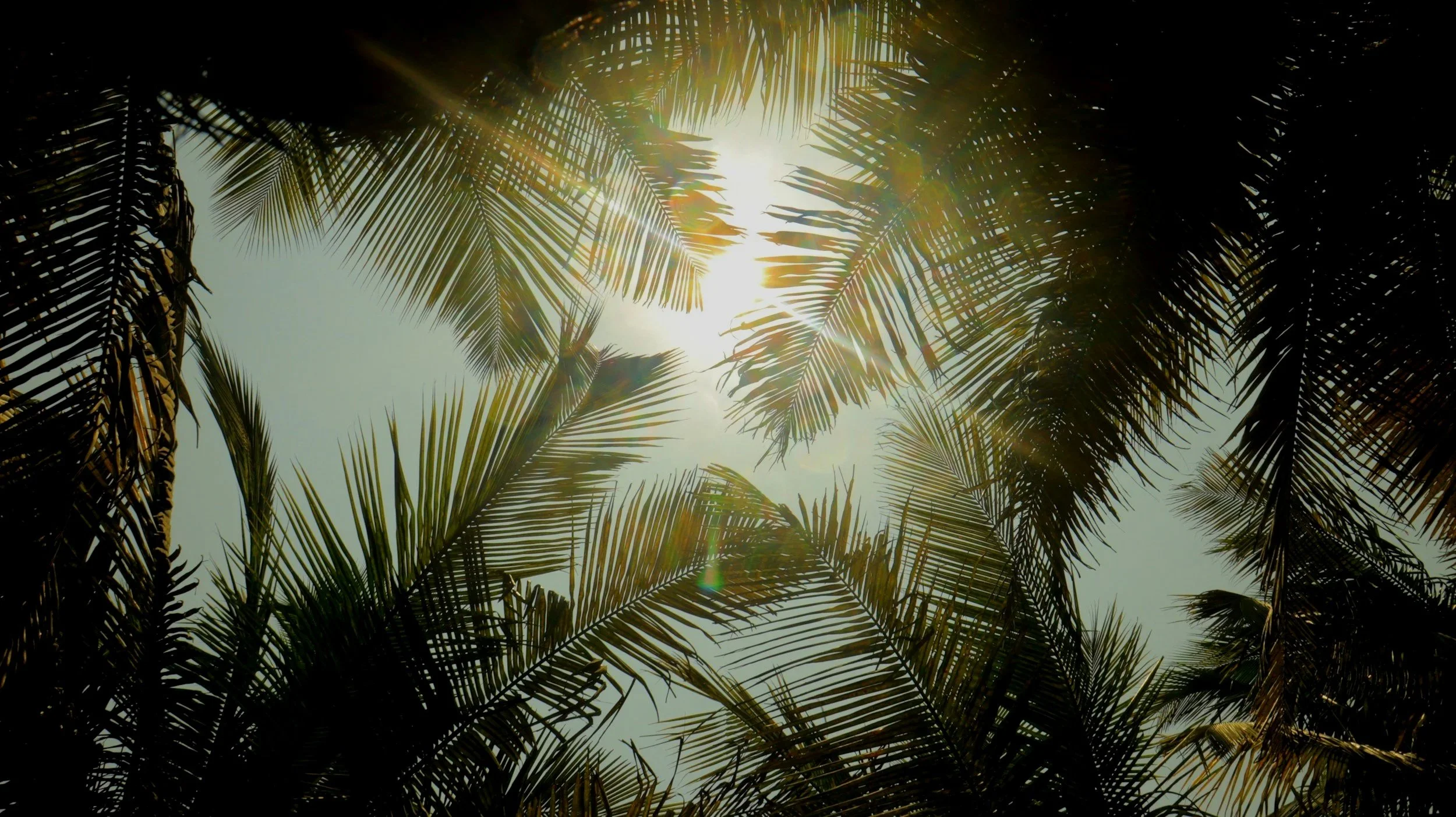 Sunlight through palm trees representing calm, relaxation, and a serene environment.