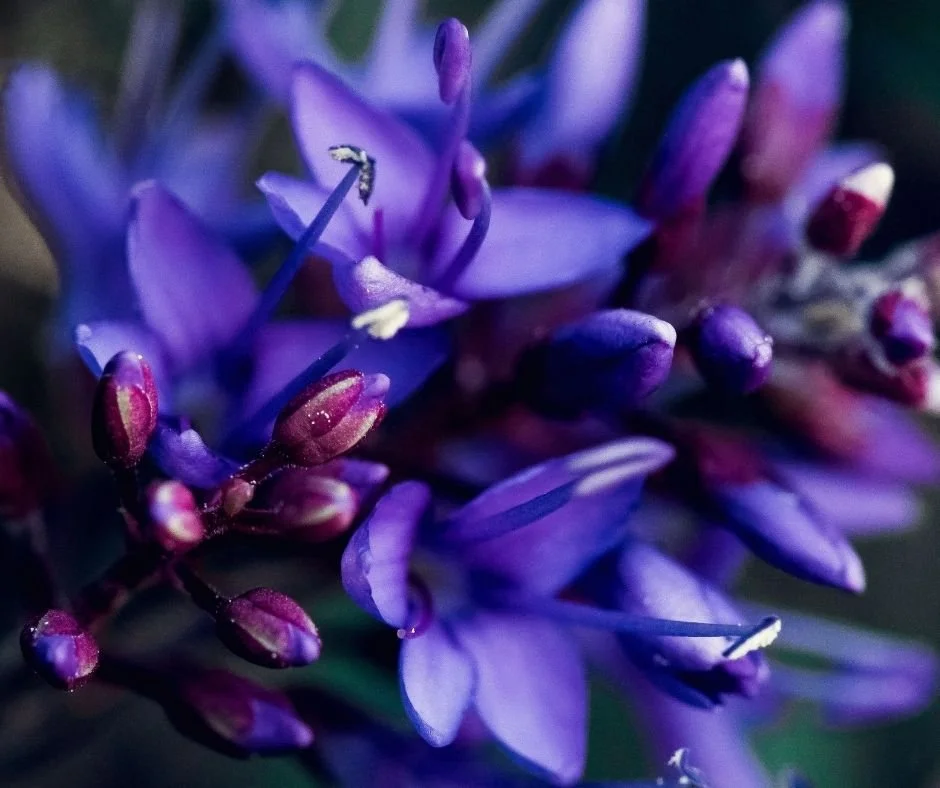 Lilacs growing in El Cerrito CA